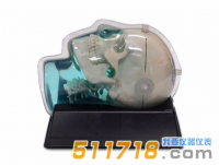 美國(guó)CIRS 603A頭部體模