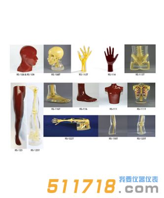 美國RSD 人體部分模體